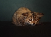 开云官网-冰与火的另一种定义，当吉林虎啸震碎斯台普斯穹顶