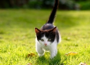 开云APP-独舞加勒比，奥利维耶末节风暴撕裂三狮军团