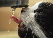 开云APP-一波流的统治力，从活塞的团队洪流到字母哥的个人巨浪