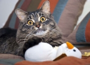 开云体育在线-绿茵场与赛道的双线加速，国际米兰持续压制罗马，皮克在F1揭幕战上演接管模式