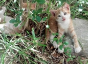 开云体育入口-卡拉斯科一锤定音，瑞典对阵亚特兰大的欧联杯史诗之战