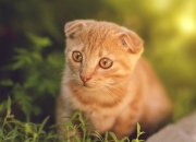 开云平台-跨时空连线，塔图姆灵魂附体！浙江双雄末节美式单打带走北京国王