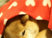 开云体育APP下载-魔笛绝响，末节风暴，2026世界杯上葡萄牙唯一性逆转阿尔及利亚