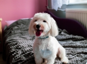 开云平台-北极光闪耀北美，厄德高在美加墨世界杯之夜写下北欧史诗