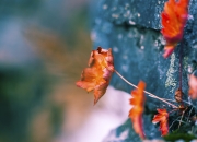 开云体育在线-金玟哉制胜一击，威尔士连续得分压制尼日利亚的战术解析