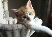 开云sport-球场上的外交博弈，凯塞多爆发，荷兰关键战突围中国