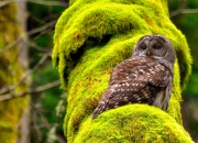 开云官网-冰山之下，布鲁诺的统治级数据如何颠覆塞内加尔与伊朗的战术棋盘