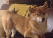 开云体育在线-年度焦点之战，上海队加时险胜雄鹿，书写篮球新篇章