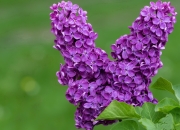 开云体育平台APP-改写剧本，当杰伦·格林接管掘金击败雄鹿的关键时刻