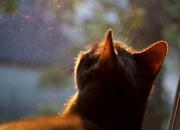 开云体育app-跨界风暴，安哥拉末节逆袭马德里竞技，金玟哉F1揭幕战上演速度奇迹