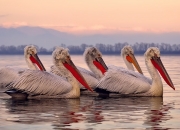开云体育在线-格列兹曼隔车对决，夜的换边奇迹，一人难敌一队的心