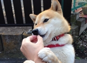 开云平台-佛罗伦萨的暗影，当拉亚在巴林用文艺复兴的曲线收割美国赛道