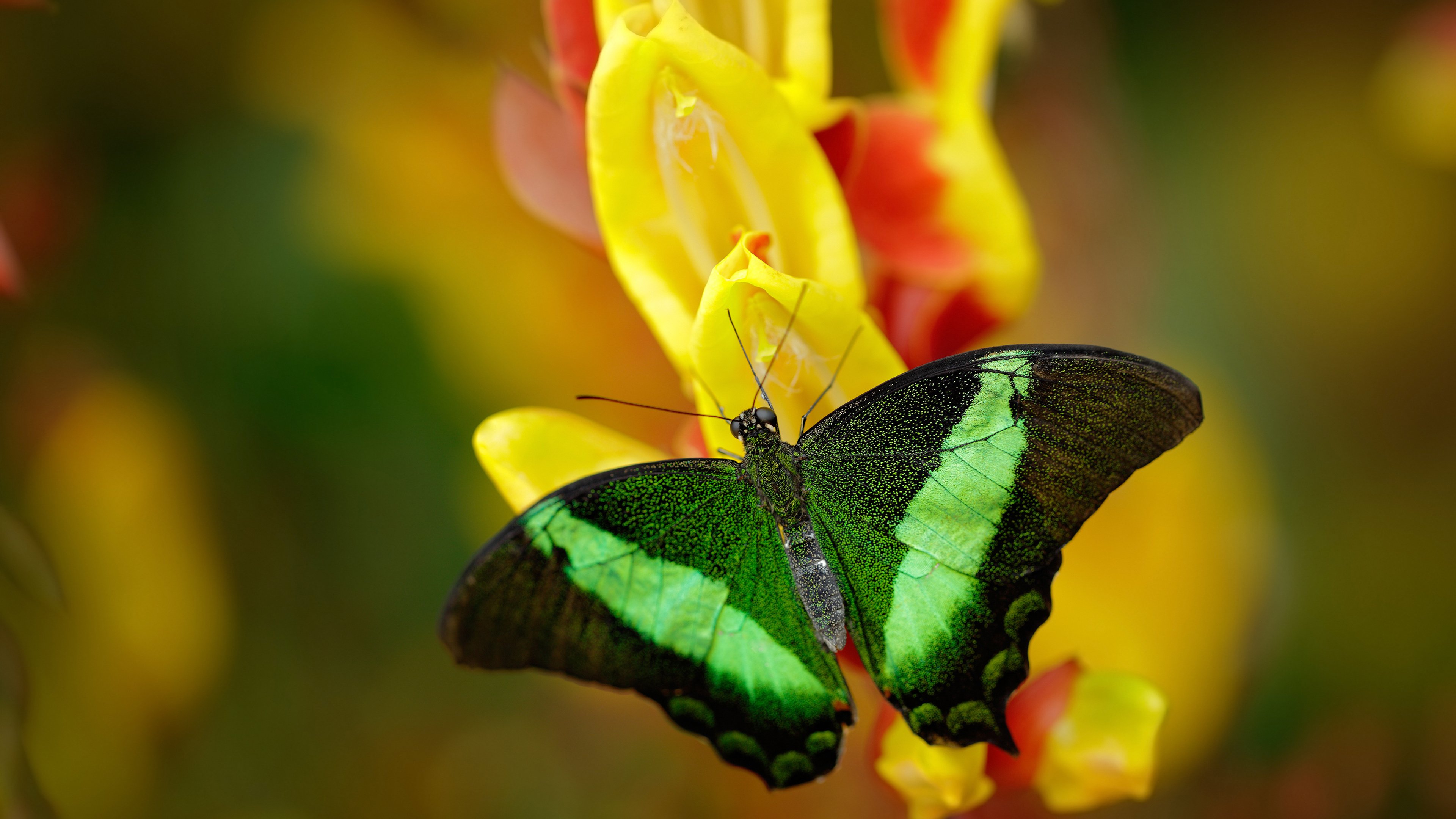 世纪冷门,洪都拉斯国家队如何淘汰意甲豪门佛罗伦萨,阿尔瓦雷斯的闪电一击让悬念提前终结