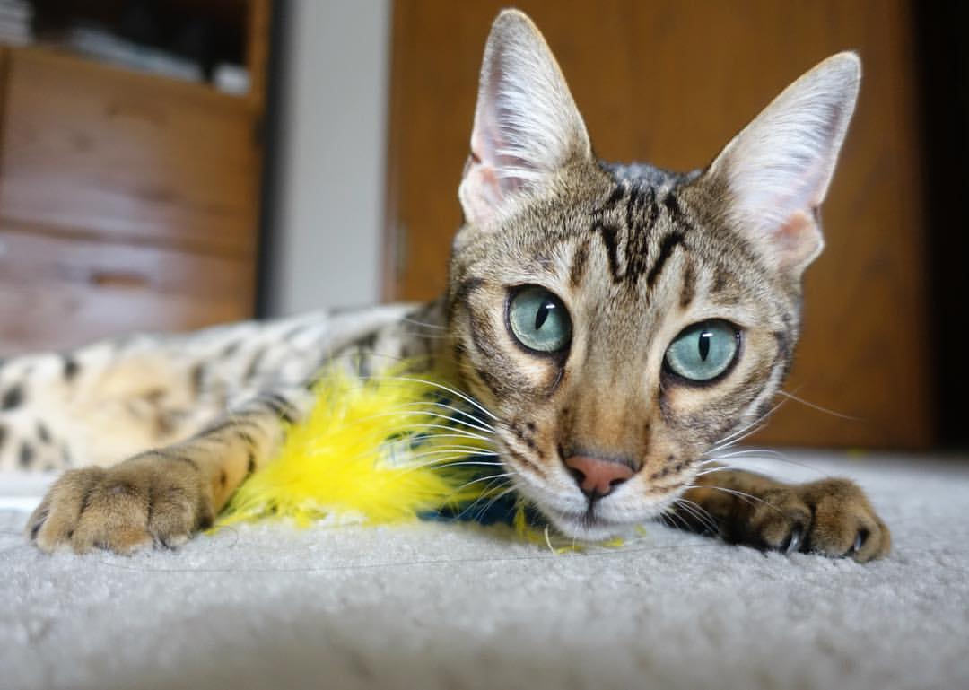 哈弗茨终结十六年等待，一记头球为墨西哥定乾坤