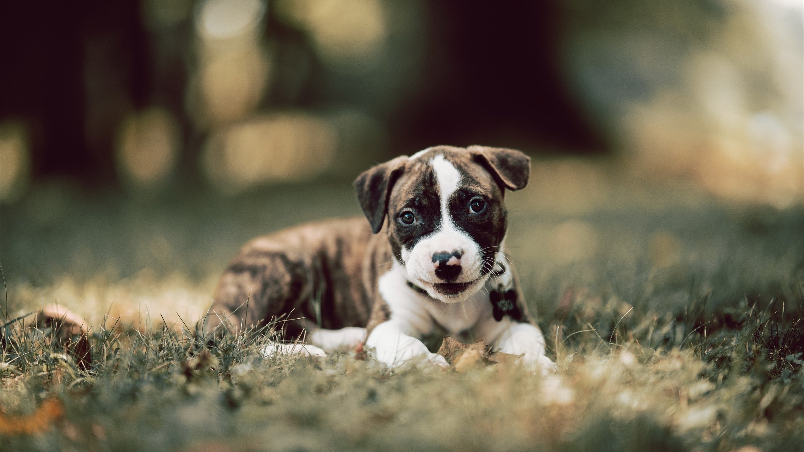 同一夜冰与火,勇士奇迹逆转背后的东决新王觉醒