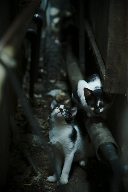 轰鸣街道上，苏亚雷斯完成致命超车，当绿茵场化为F1赛道