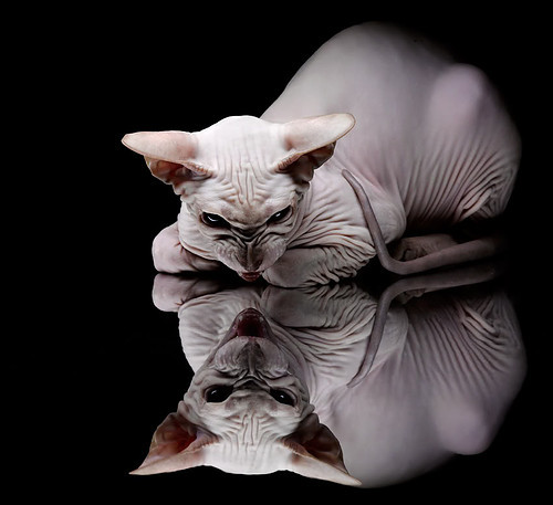 神盾之光,尼斯门神拉亚零封马赛全纪录