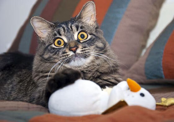 绿茵场与赛道的双线加速，国际米兰持续压制罗马，皮克在F1揭幕战上演接管模式