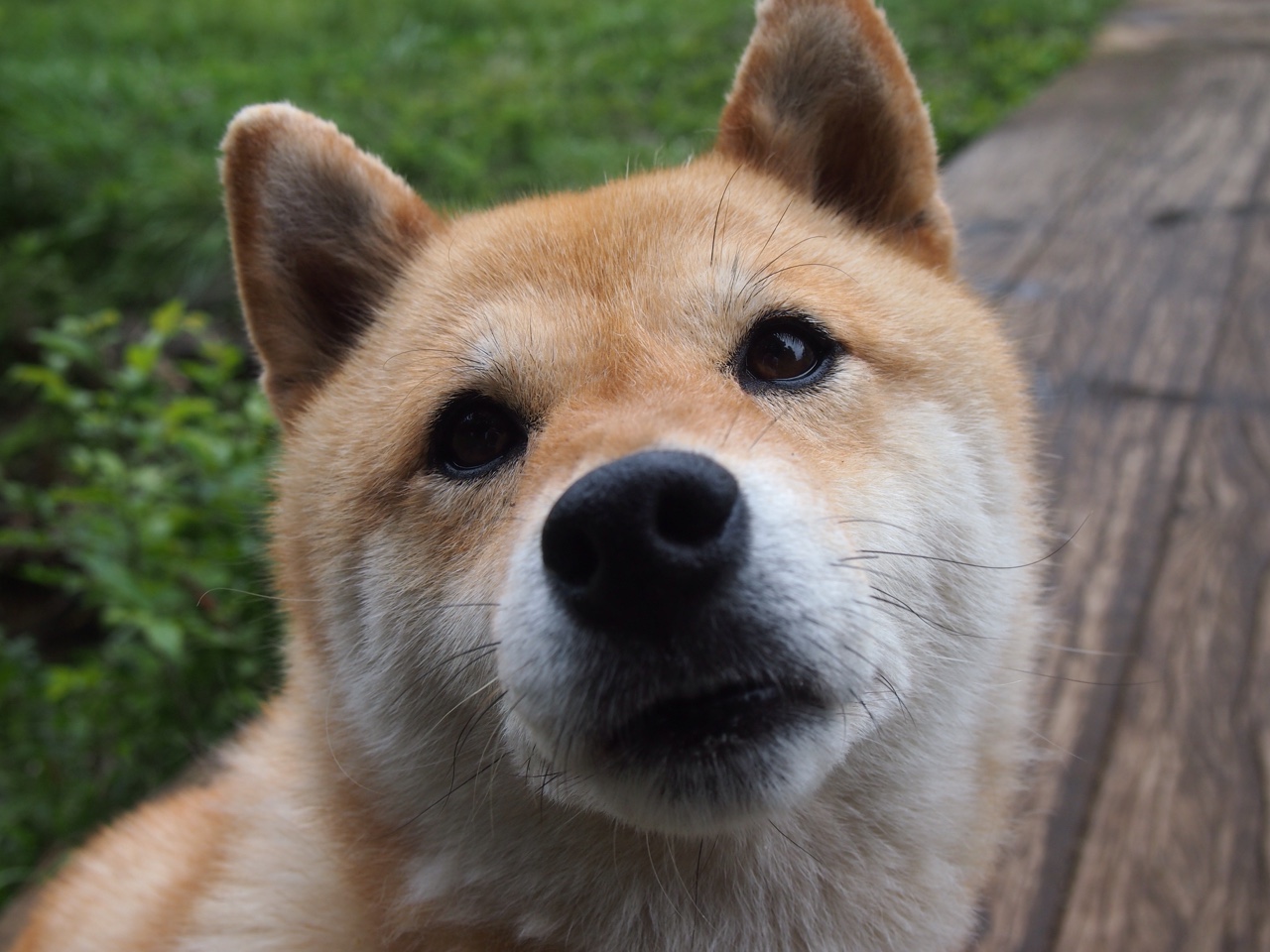 孤节成神，当浓眉在季后赛的夜晚，让对手的所有战术板化为灰烬