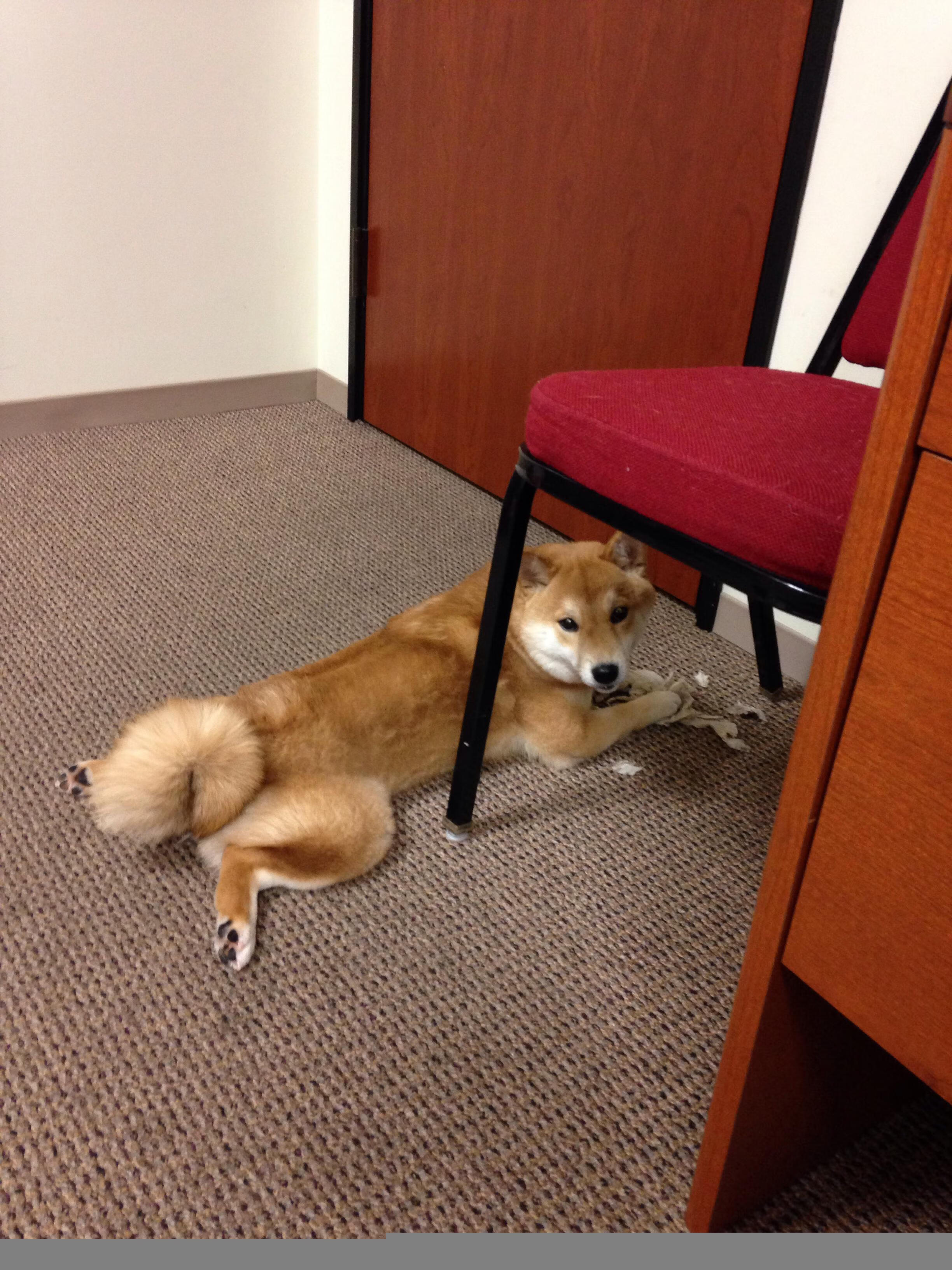 横跨地球的NBA总决赛焦点战,北京队如何收割森林狼?