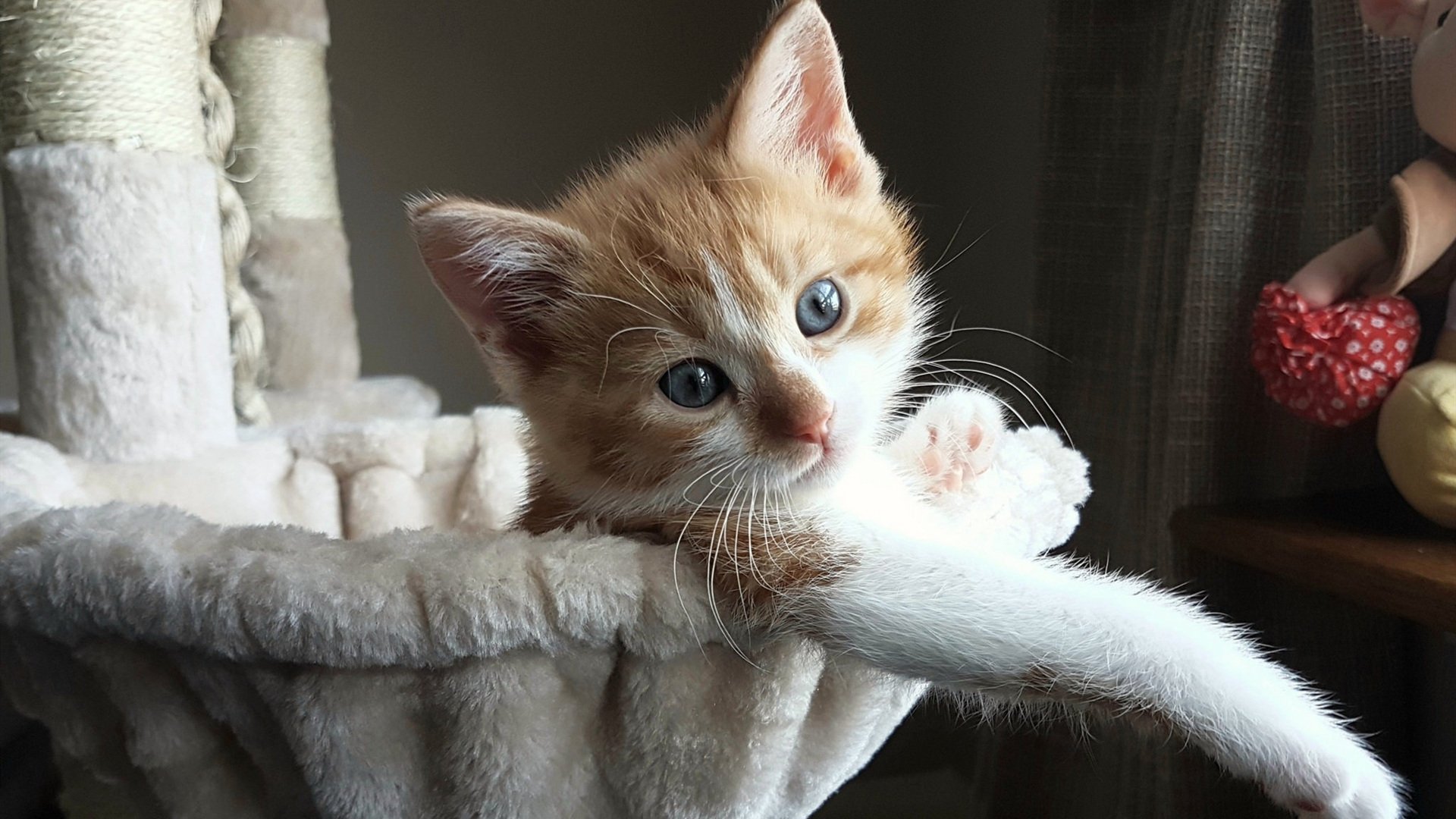 冰封新大陆，阿劳霍的美加墨世界波之夜与钢铁意志