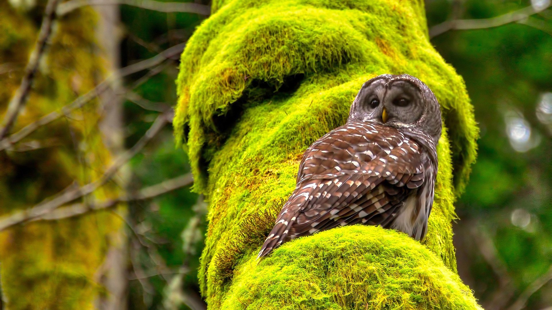 唯一的桥梁,当伊萨克在巴格达的硝烟与基辅的烛光之间奔跑