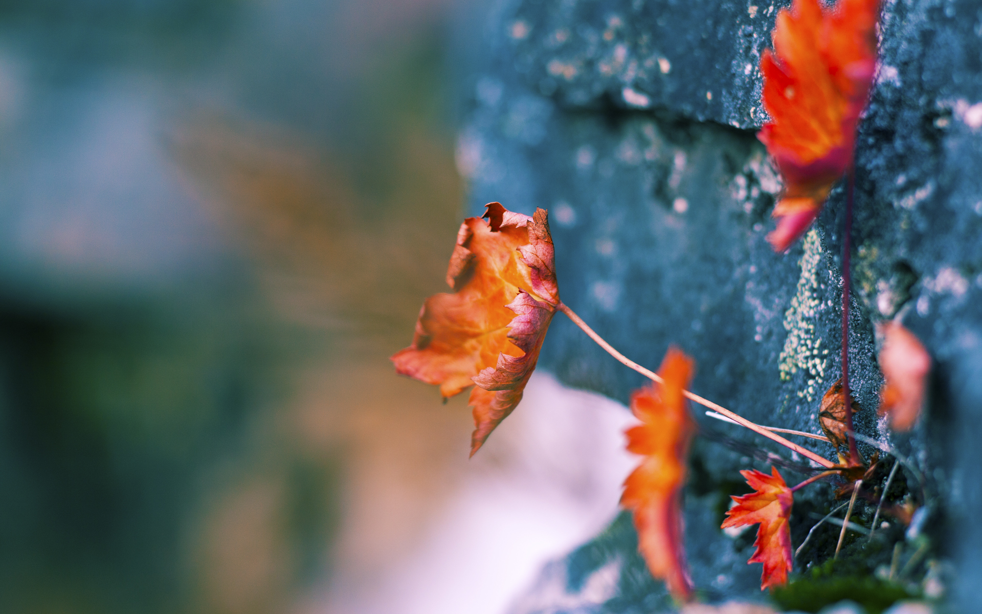 金玟哉制胜一击,威尔士连续得分压制尼日利亚的战术解析