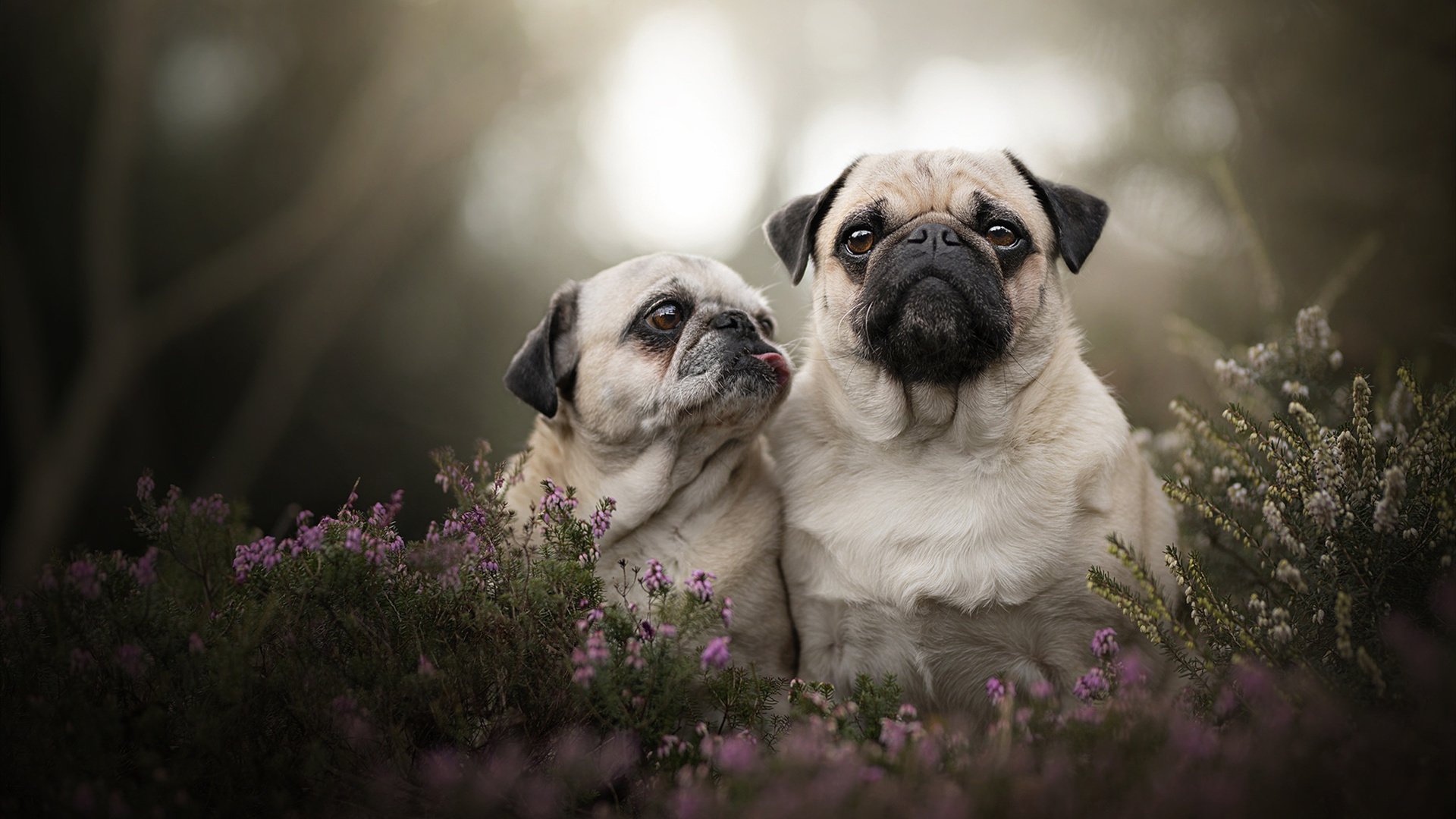 风暴席卷北境！拉文烈焰之下，勇士踏平猛龙的不败铁律
