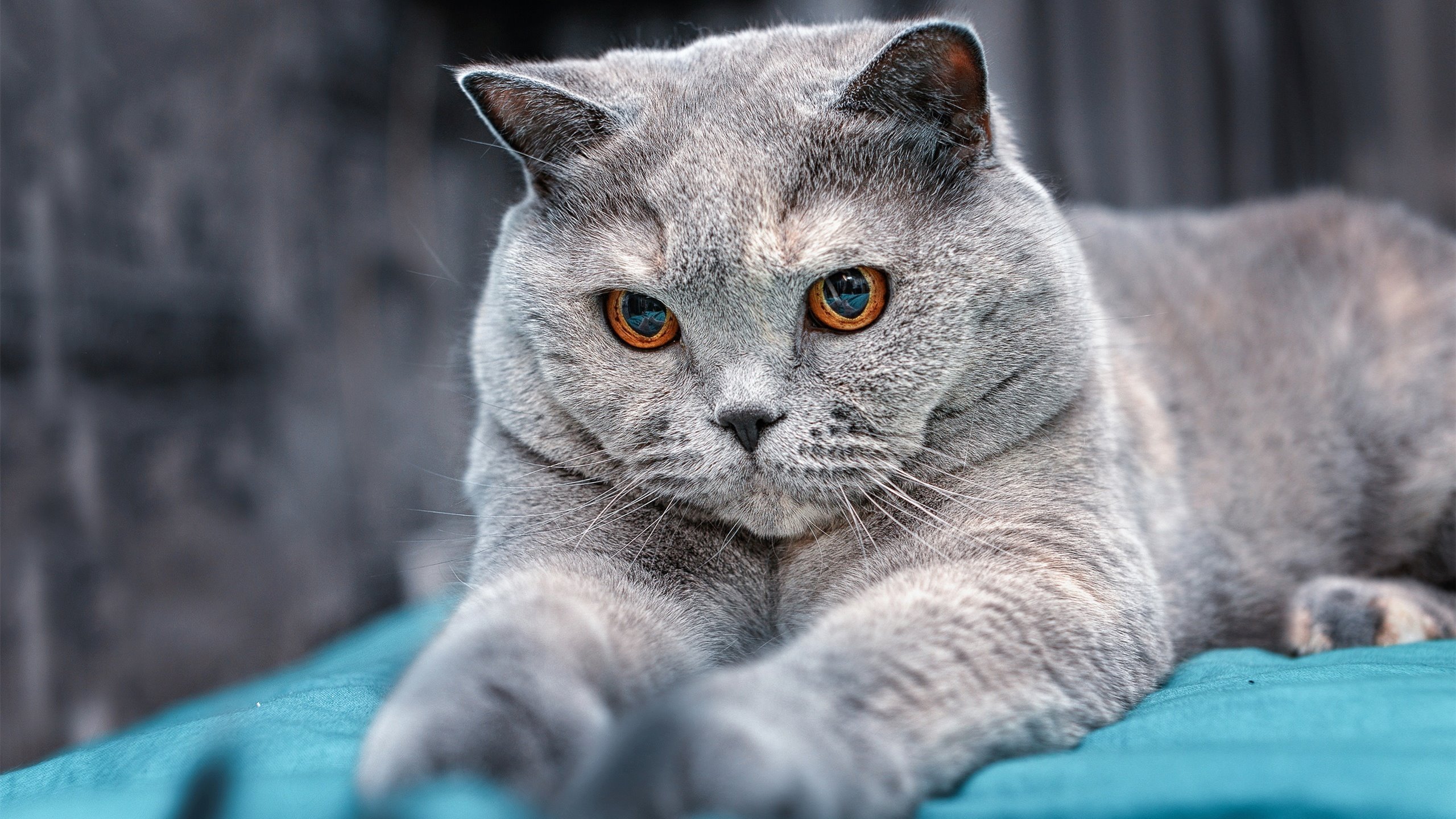 当未来对决未来,爱德华兹用冠军级表现强行接管比赛