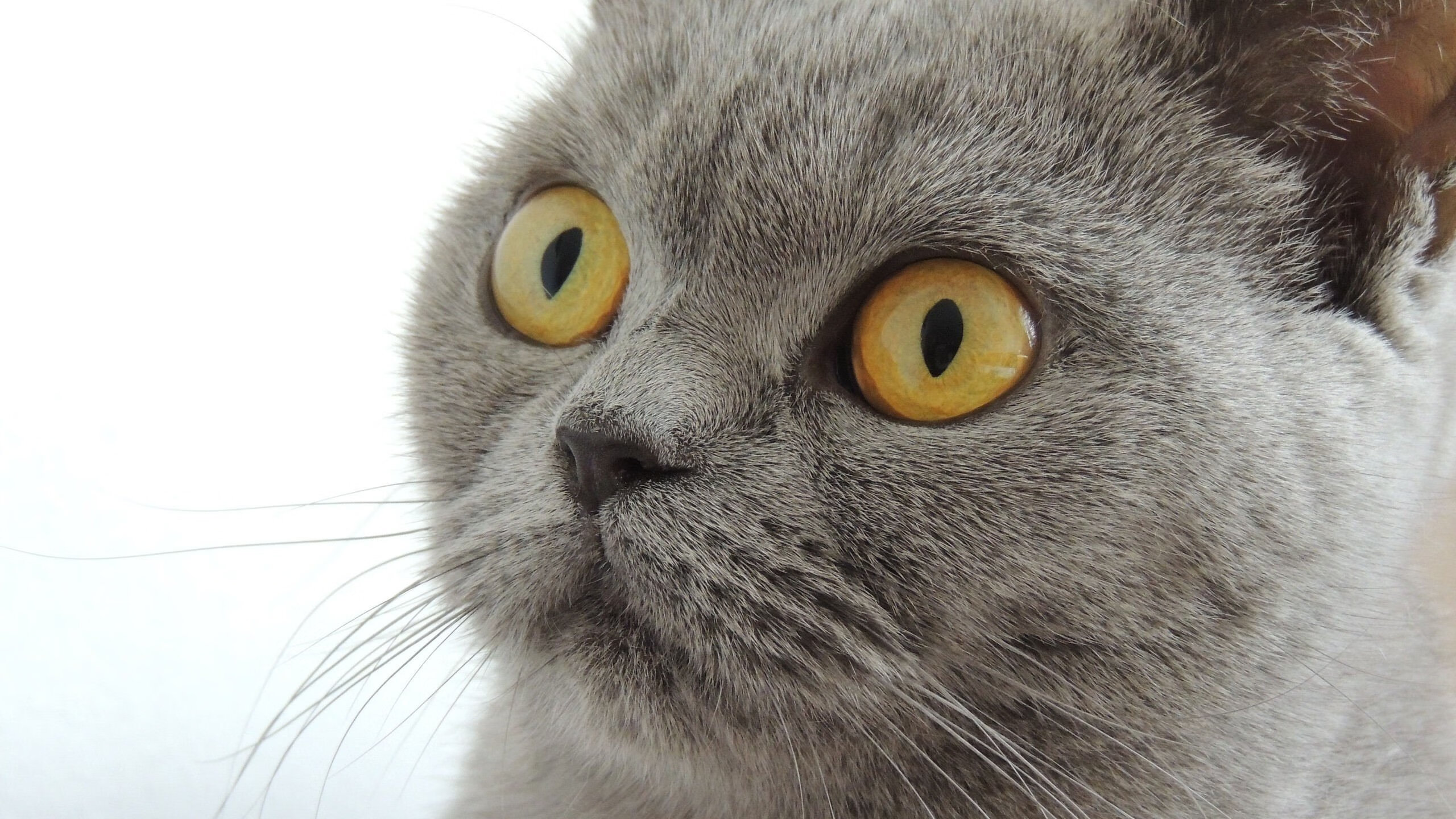 绿衫军铁蹄踏破天山雪豹防线，哈利伯顿导演完美攻防压制