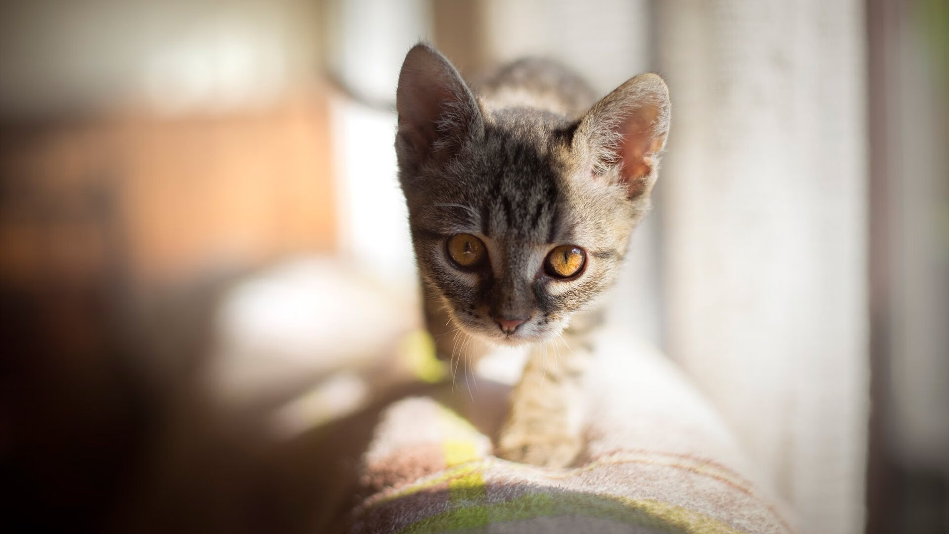 引擎轰鸣，舞步撕裂，当F1街道赛之夜见证梅西打爆防线