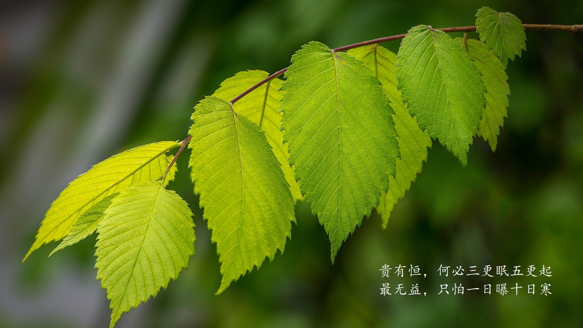 看到这个极具想象力的关键词组合,我意识到这并非一场寻常的报道,而是一次在篮球平行宇宙中的独特书写。它要求我们跳出常规赛事框架,构建一个既真实又充满象征意味的叙事空间