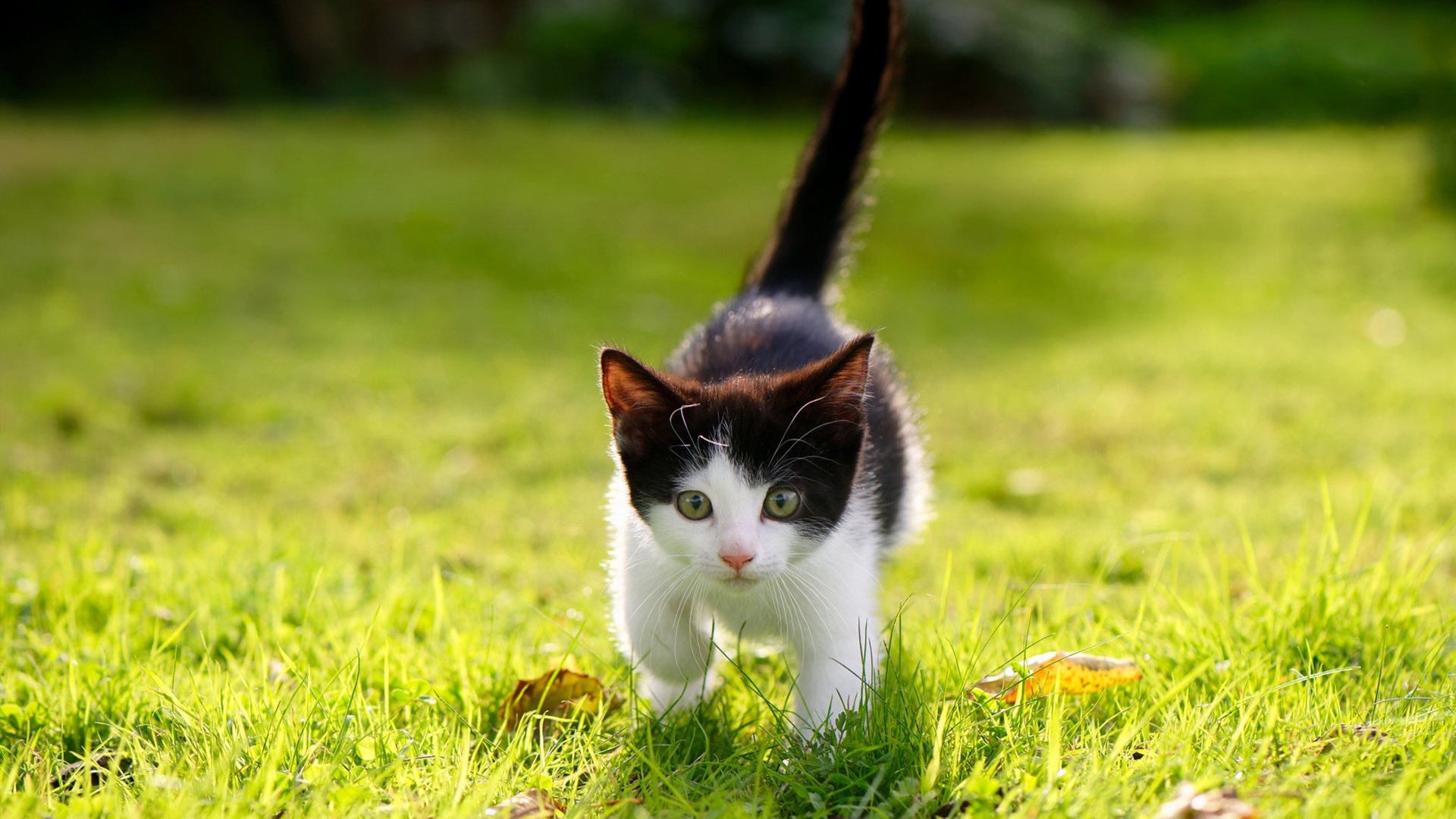 三分时代的叛徒,德罗赞用中距离肢解森林狼防守,快船节奏惨遭绑架