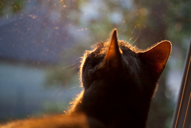 跨界风暴，安哥拉末节逆袭马德里竞技，金玟哉F1揭幕战上演速度奇迹