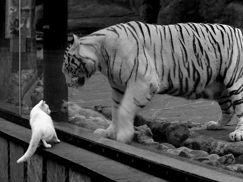 格列兹曼隔车对决,夜的换边奇迹,一人难敌一队的心