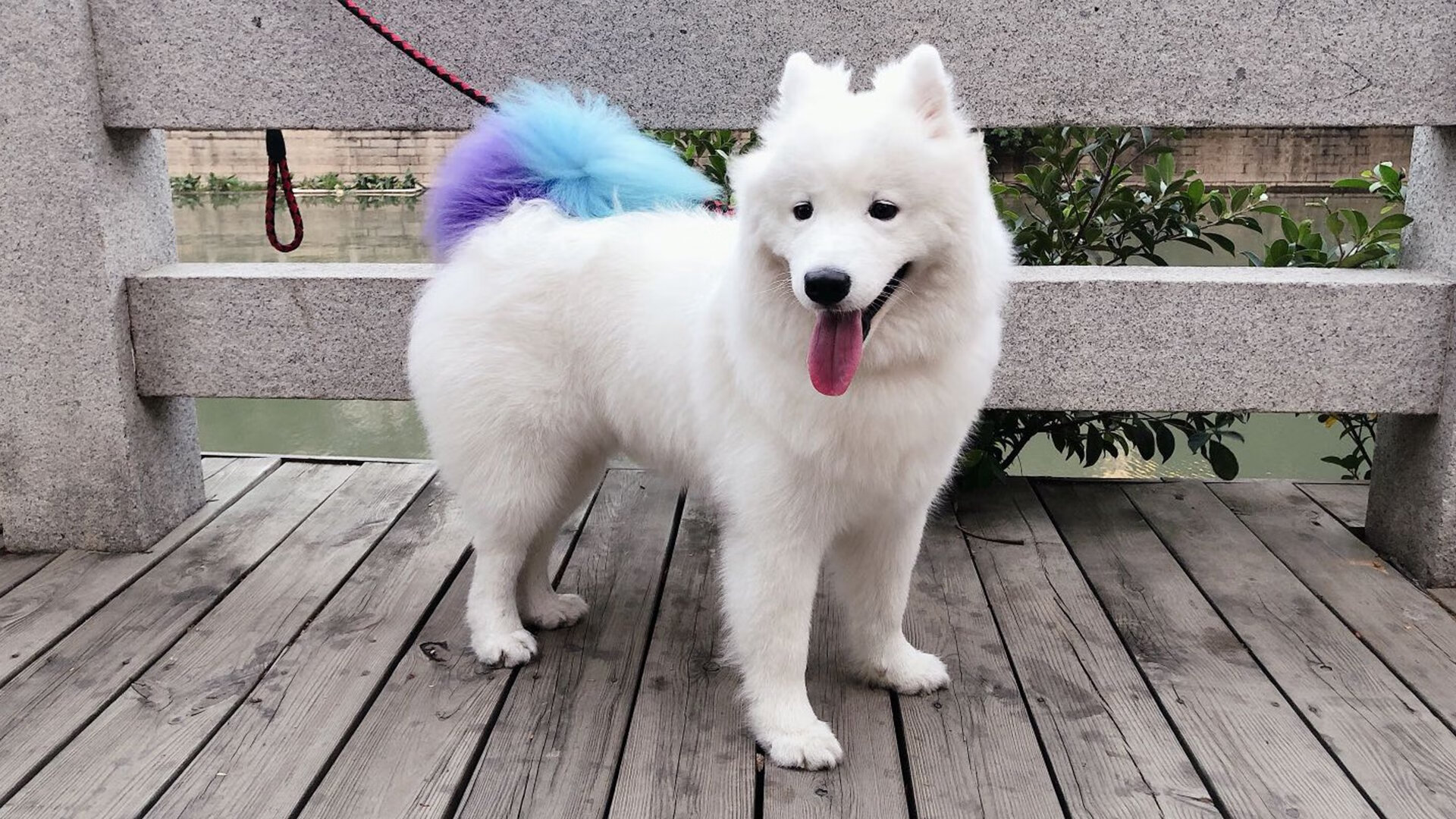 窒息统治！恩比德单节15分超爵士全队，猛龙击碎高原不败神话