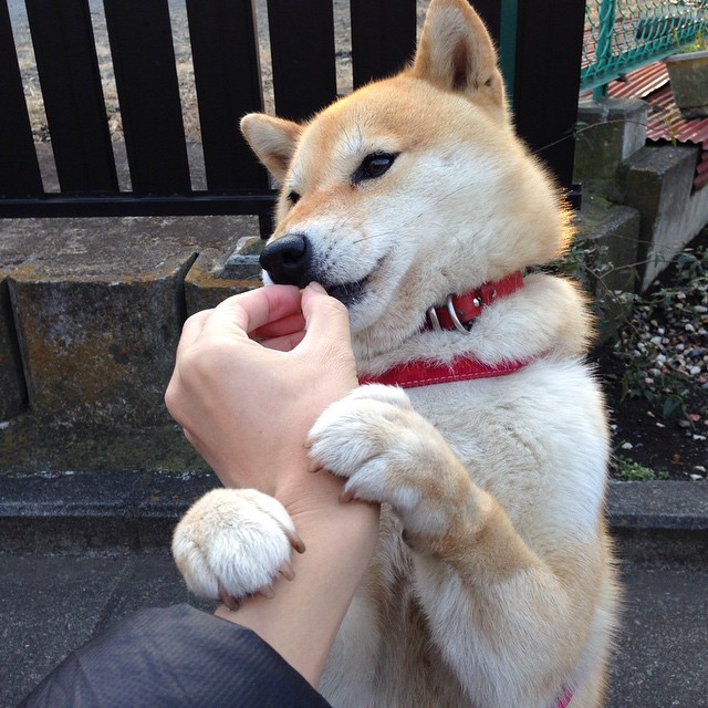 佛罗伦萨的暗影,当拉亚在巴林用文艺复兴的曲线收割美国赛道