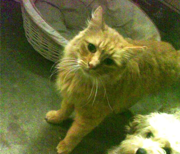 佛罗伦萨的暗影,当拉亚在巴林用文艺复兴的曲线收割美国赛道