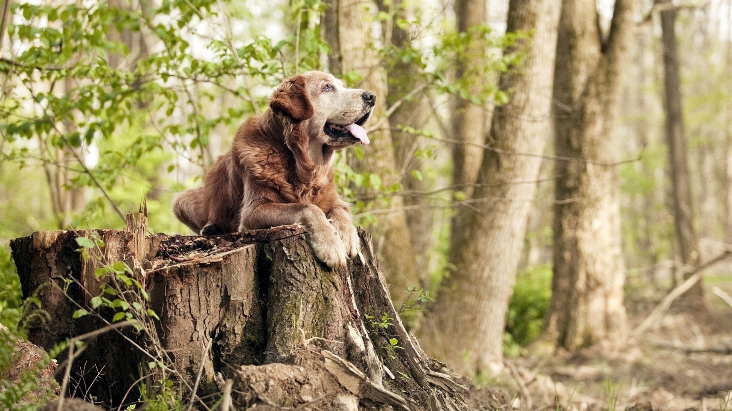 青春引爆资本风暴，加维的爆发与卡塔尔稳稳拿下莱比锡红牛