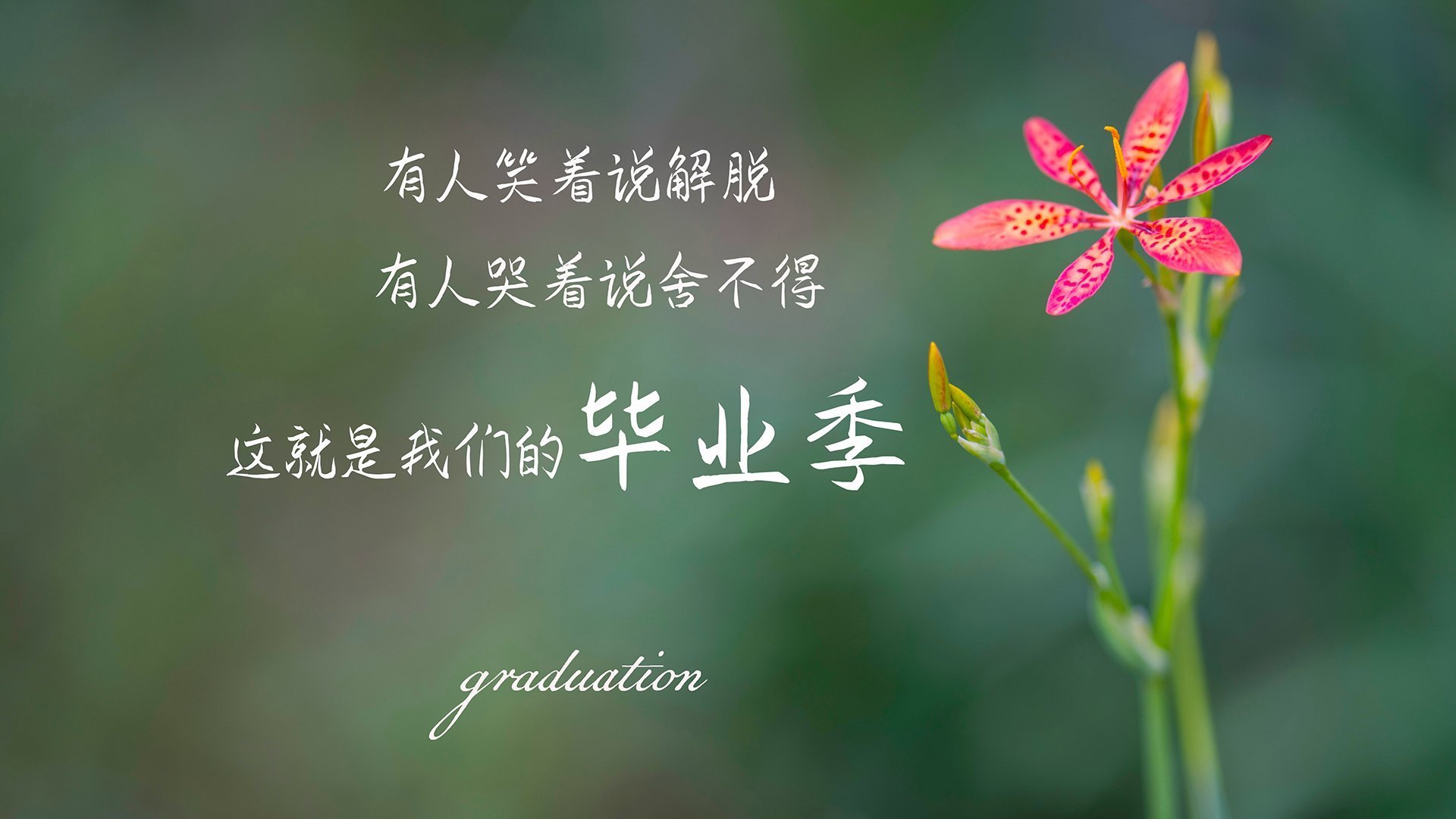 奇迹之夜,苏亚雷斯以铁血战术铸就历史,印度军团全场压制塞尔维亚,2026世界杯H组格局彻底颠覆